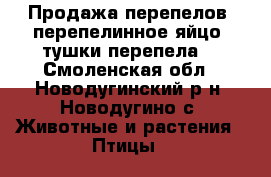 Продажа перепелов, перепелинное яйцо, тушки перепела. - Смоленская обл., Новодугинский р-н, Новодугино с. Животные и растения » Птицы   